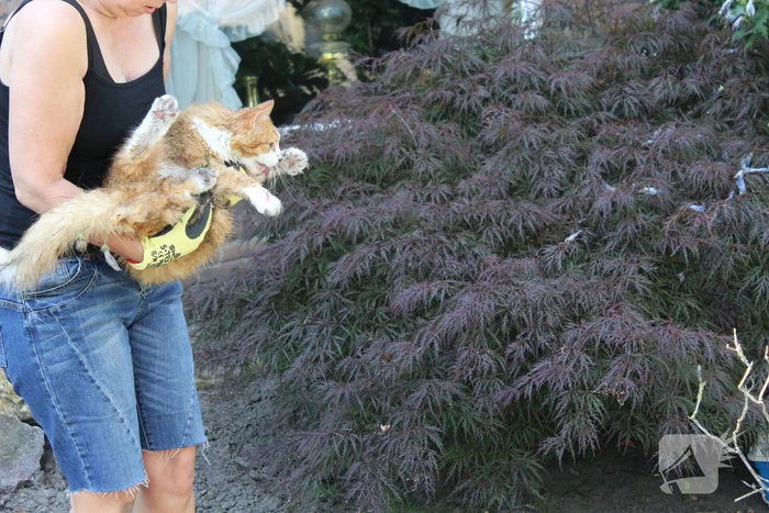 Kat gewond nadat deze uit boom werd gespoten