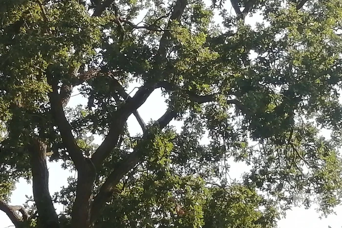 Gevaarlijk hangende tak boven woning verwijdert