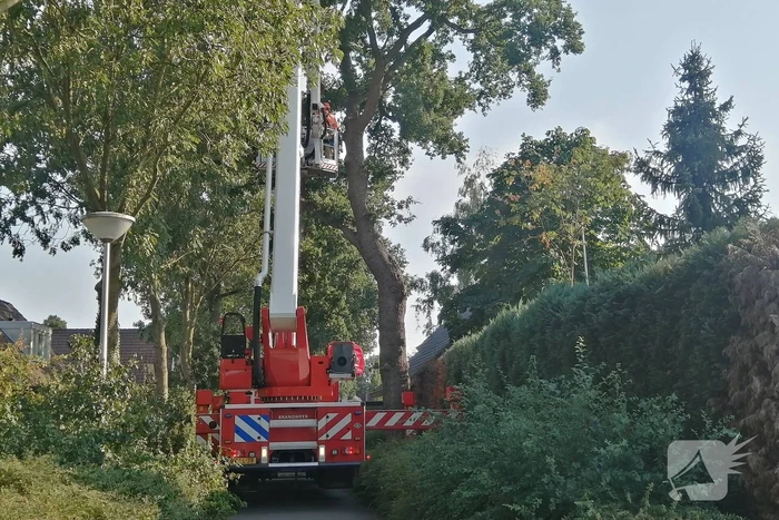 Gevaarlijk hangende tak boven woning verwijdert
