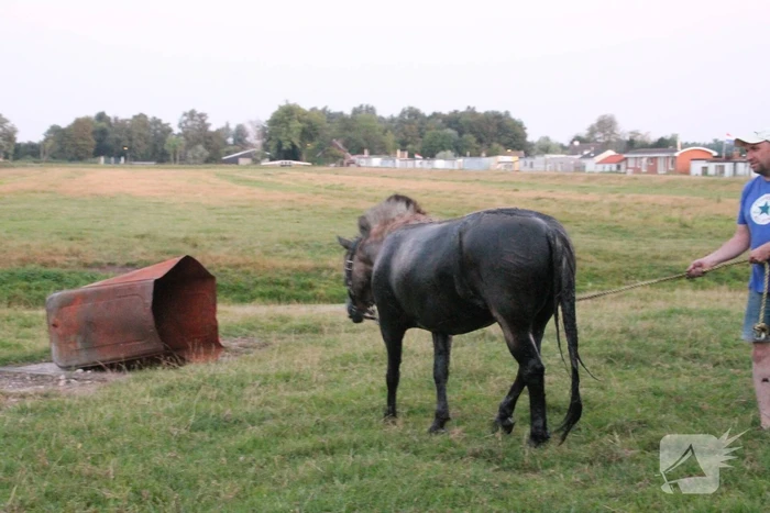 Brandweer redt opnieuw paard uit sloot