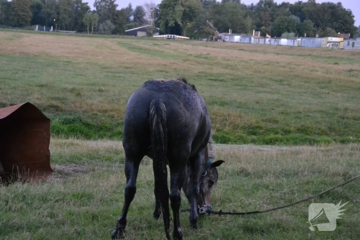 Brandweer redt opnieuw paard uit sloot