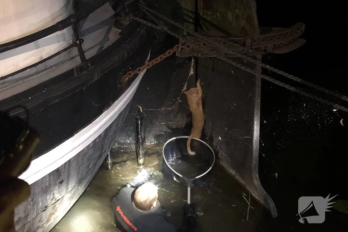 Brandweer redt kat uit gracht
