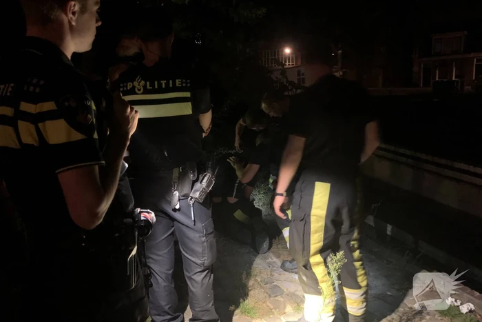 Brandweer redt kat uit gracht