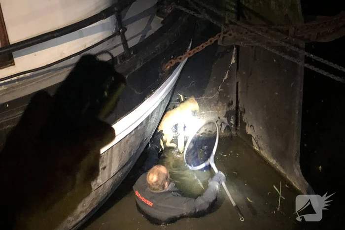 Brandweer redt kat uit gracht