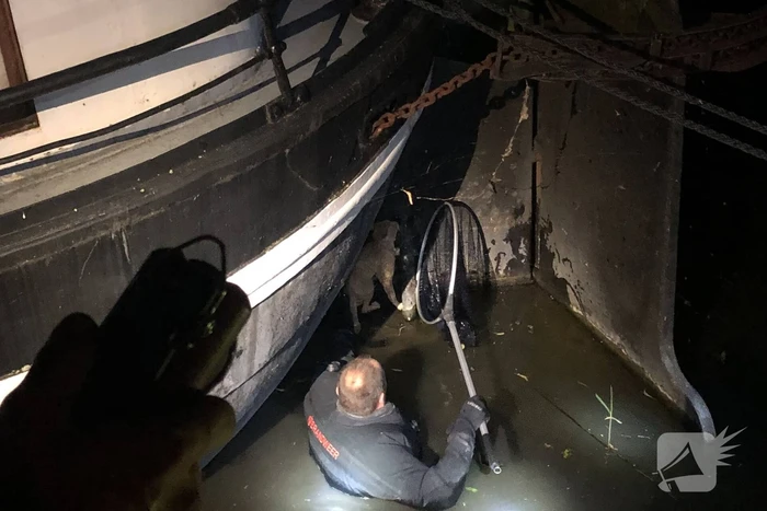 Brandweer redt kat uit gracht