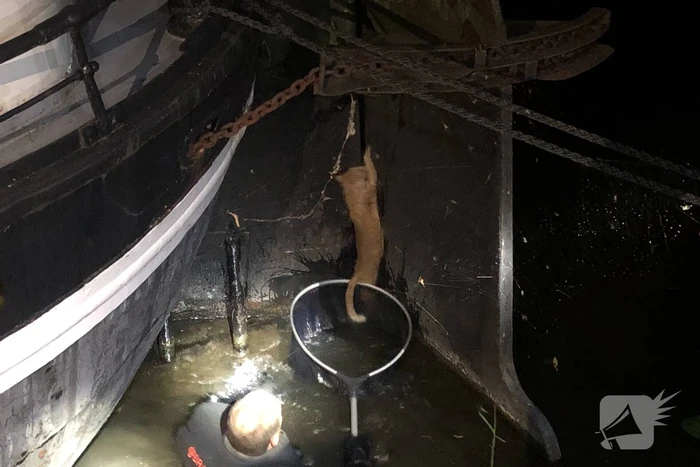 Brandweer redt kat uit gracht