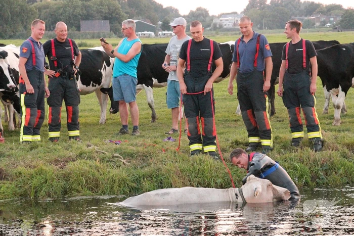 Koe belandt in de sloot