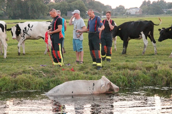 Koe belandt in de sloot