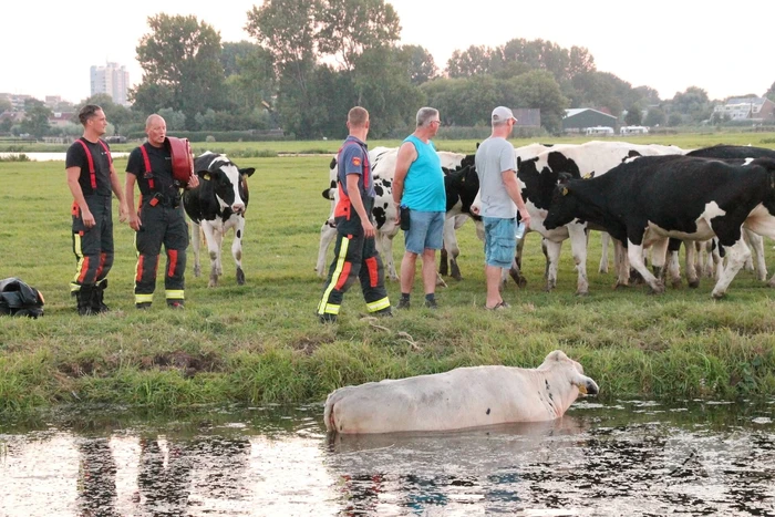 Koe belandt in de sloot