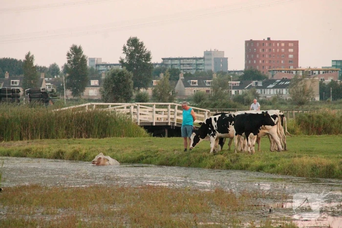Koe belandt in de sloot