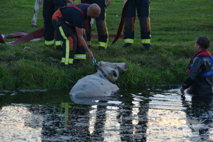 Koe belandt in de sloot