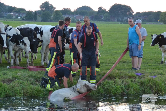 Koe belandt in de sloot