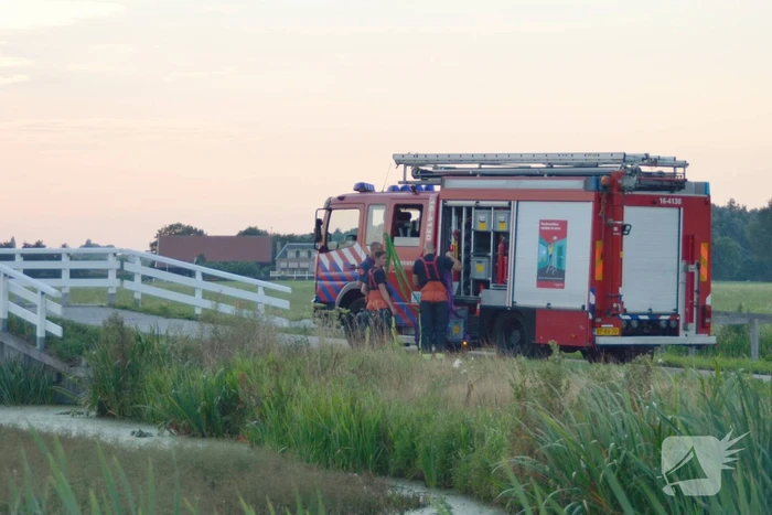 Koe belandt in de sloot