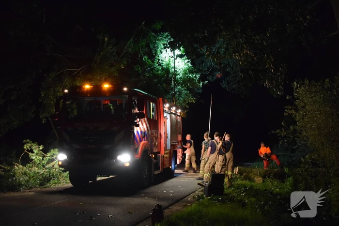 Takken breken uit monumentale boom