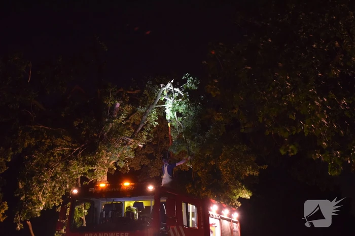 Takken breken uit monumentale boom
