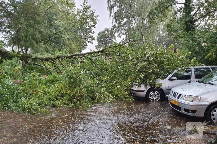 Stuk boom valt op drie geparkeerde auto's