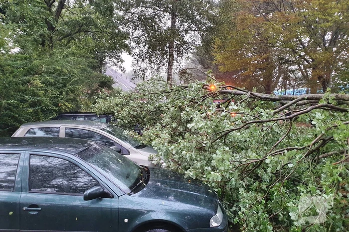 Stuk boom valt op drie geparkeerde auto's