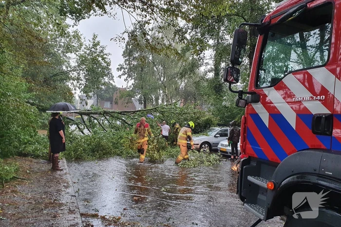 Stuk boom valt op drie geparkeerde auto's