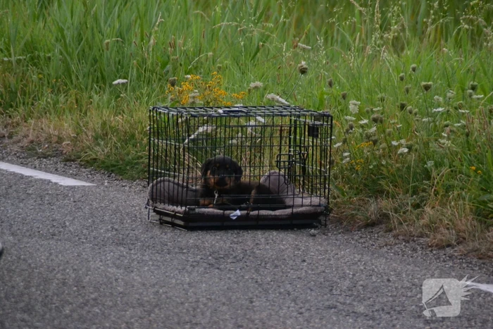 Hond komt met de schrik vrij bij verkeersongeval
