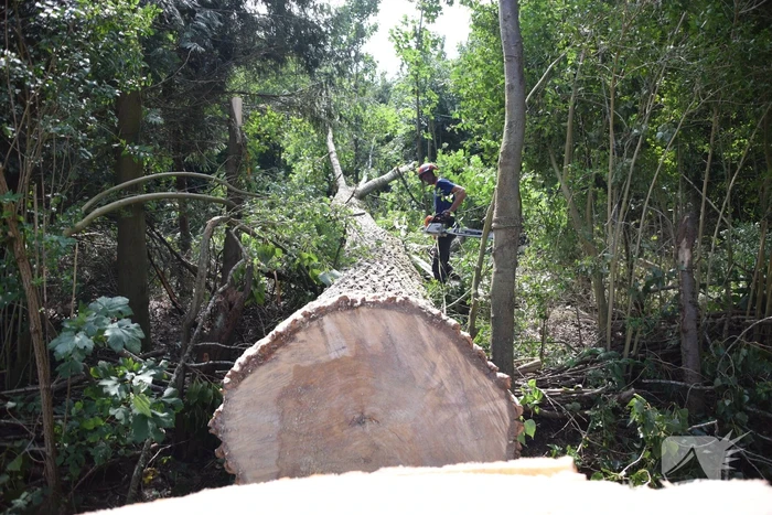 Gemente ruimt 15 bomen op na storm