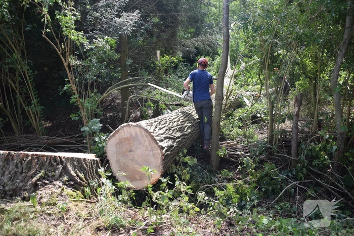 Gemente ruimt 15 bomen op na storm