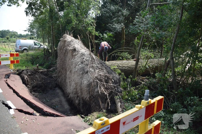 Gemente ruimt 15 bomen op na storm