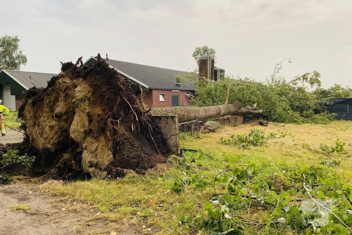 Meerdere bomen om gewaaid bij noodweer
