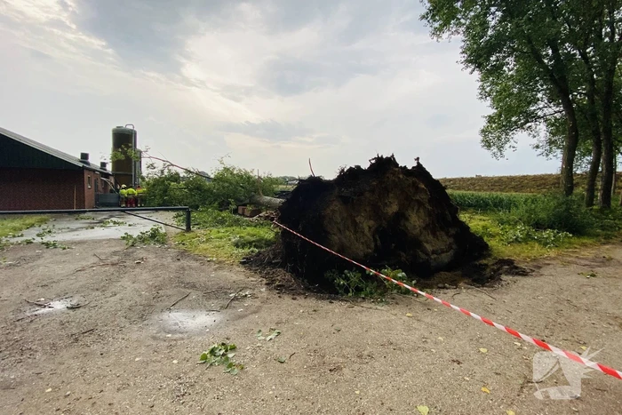 Meerdere bomen om gewaaid bij noodweer