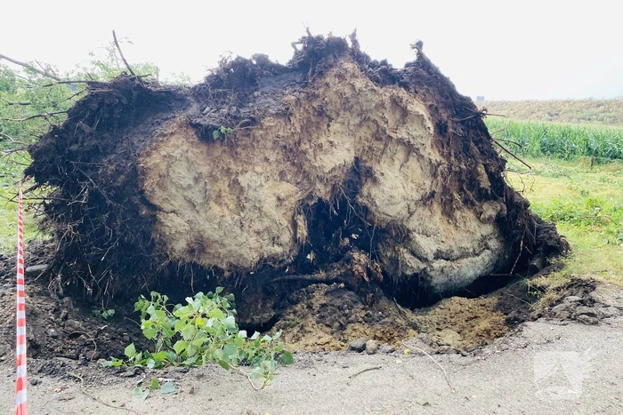 Meerdere bomen om gewaaid bij noodweer