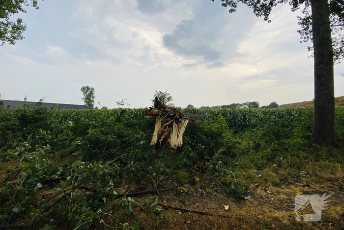Meerdere bomen om gewaaid bij noodweer