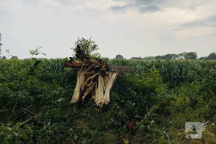 Meerdere bomen om gewaaid bij noodweer