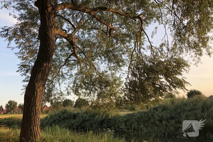 Gevaarlijk hangende tak boven wandelpad