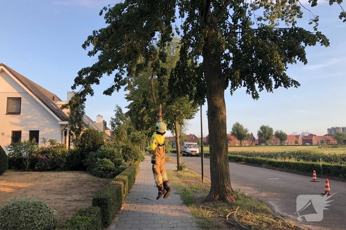 Gevaarlijk hangende tak boven wandelpad