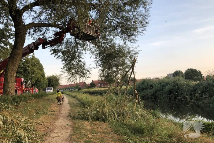 Gevaarlijk hangende tak boven wandelpad