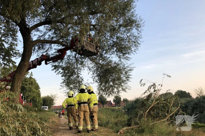 Gevaarlijk hangende tak boven wandelpad