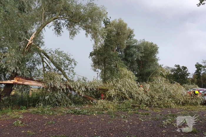 Wilgenboom belandt op meerdere auto's