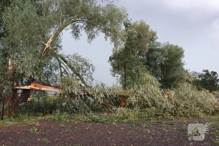Wilgenboom belandt op meerdere auto's