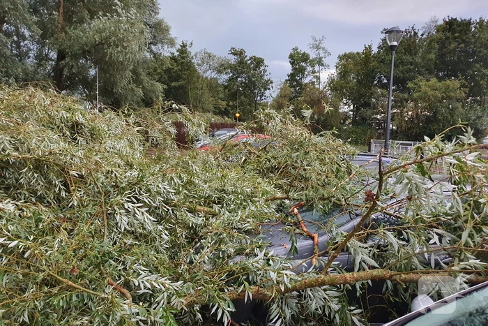 Wilgenboom belandt op meerdere auto's