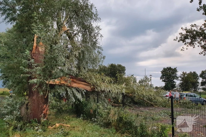 Wilgenboom belandt op meerdere auto's