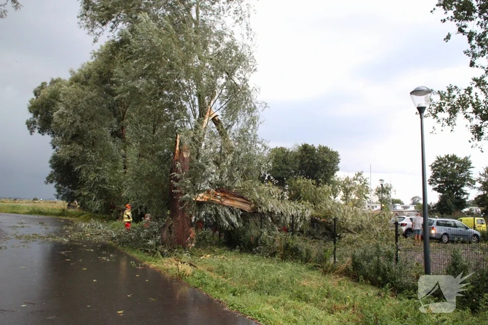 Wilgenboom belandt op meerdere auto's