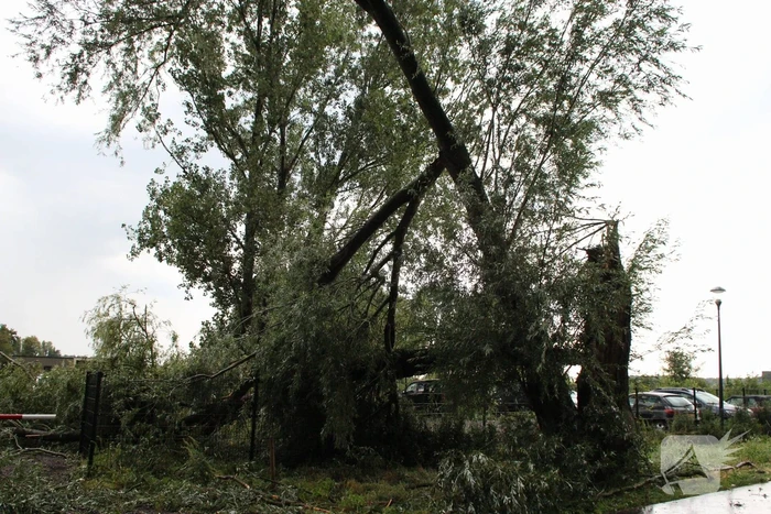 Wilgenboom belandt op meerdere auto's