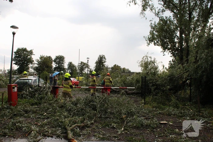 Wilgenboom belandt op meerdere auto's