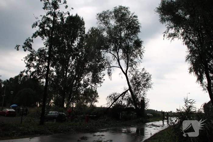 Wilgenboom belandt op meerdere auto's