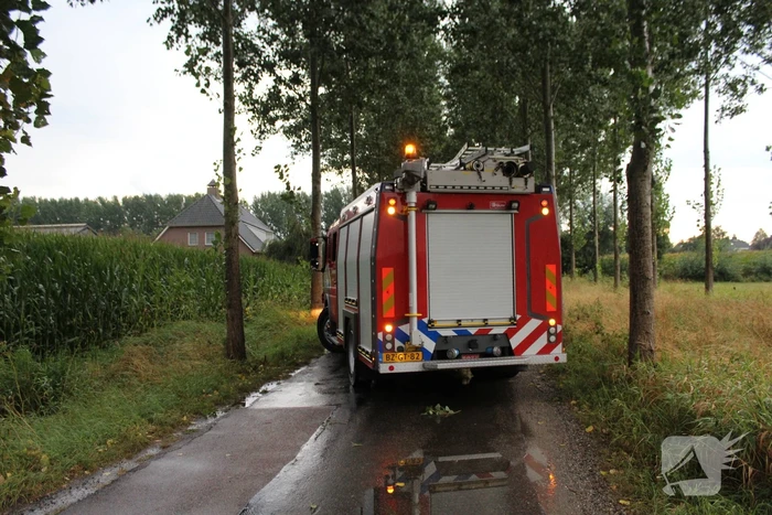 Boom waait om en beschadigt maisveld