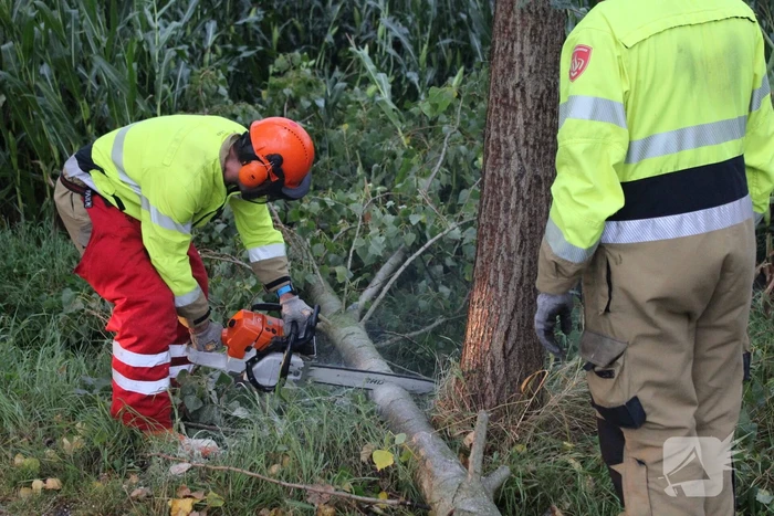 Boom waait om en beschadigt maisveld