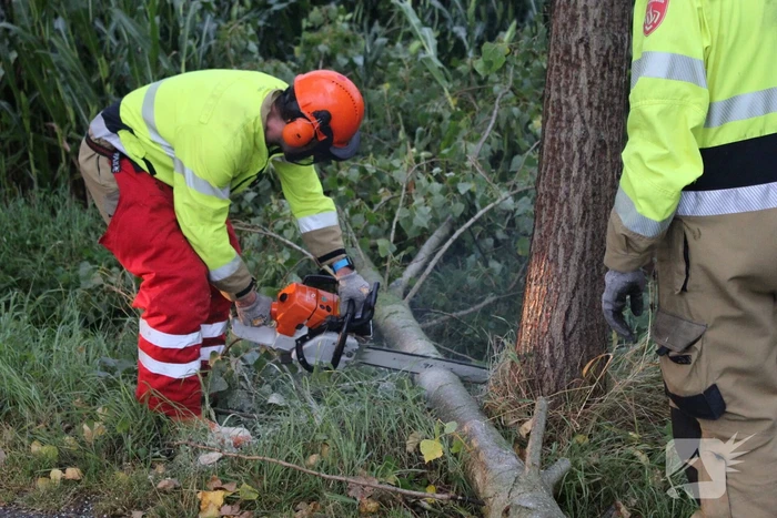 Boom waait om en beschadigt maisveld