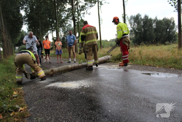 Boom waait om en beschadigt maisveld
