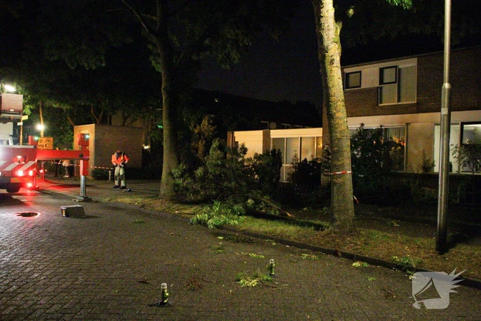 Meerdere takken breken af na blikseminslag in boom