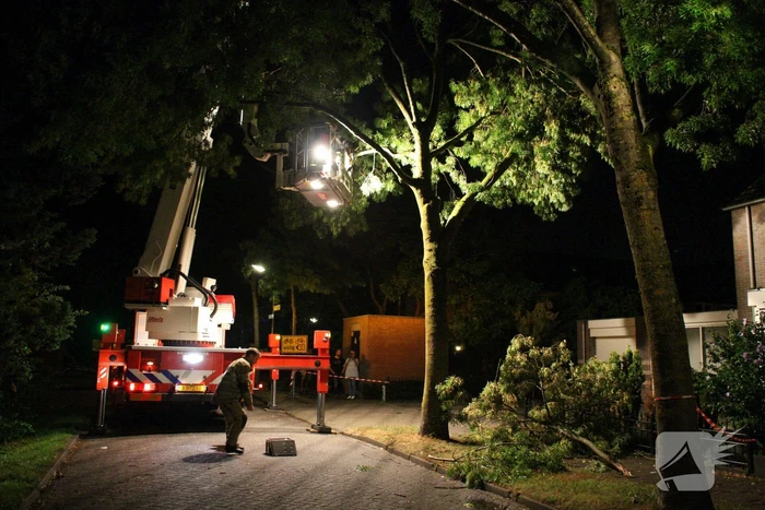 Meerdere takken breken af na blikseminslag in boom