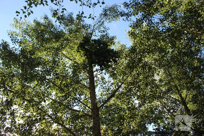 Top van boom breekt af en komt gevaarlijk boven de weg te hangen